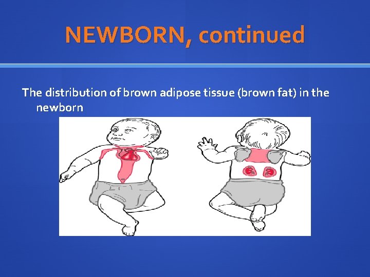 NEWBORN, continued The distribution of brown adipose tissue (brown fat) in the newborn 