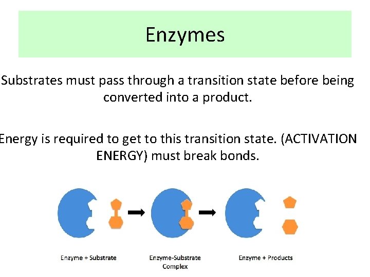 Enzymes Substrates must pass through a transition state before being converted into a product.
