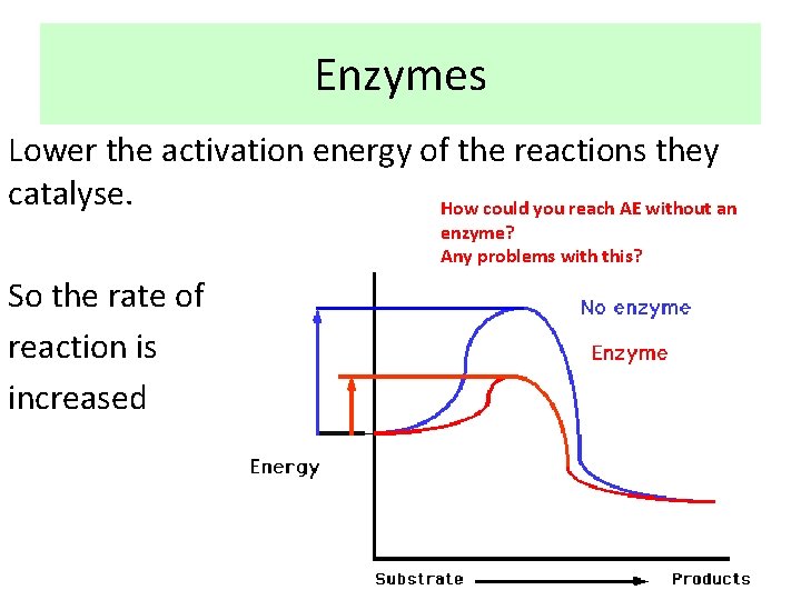 Enzymes Lower the activation energy of the reactions they catalyse. How could you reach