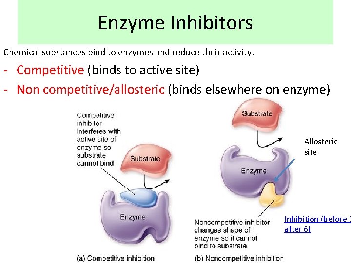 Enzyme Inhibitors Chemical substances bind to enzymes and reduce their activity. - Competitive (binds