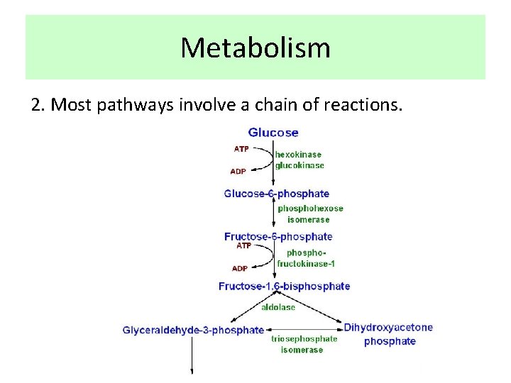 Metabolism 2. Most pathways involve a chain of reactions. 