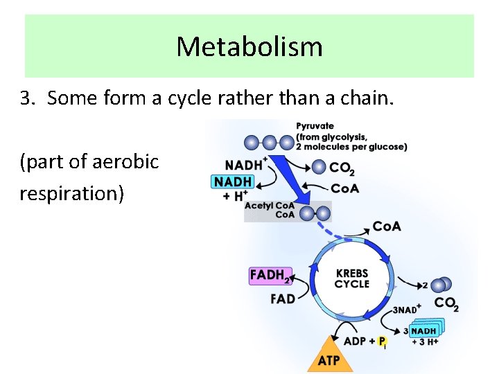 Metabolism 3. Some form a cycle rather than a chain. (part of aerobic respiration)
