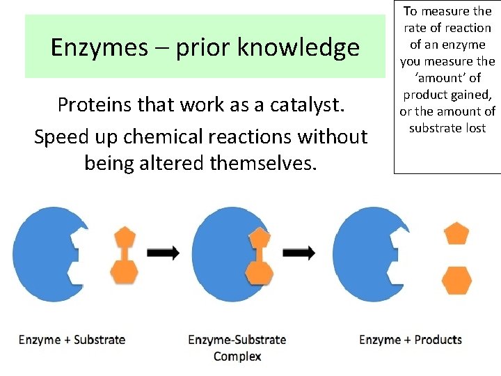 Enzymes – prior knowledge Proteins that work as a catalyst. Speed up chemical reactions