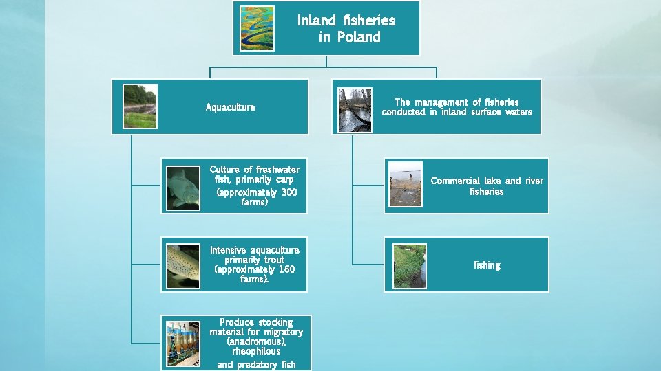 Inland fisheries in Poland Aquaculture The management of fisheries conducted in inland surface waters