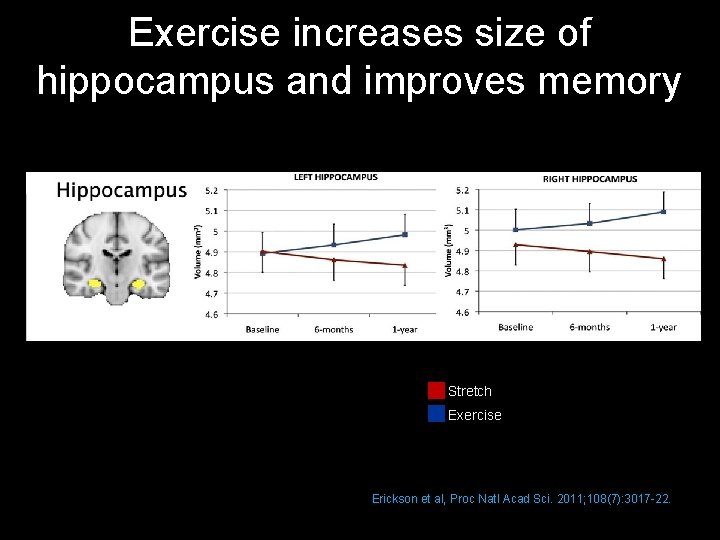 Exercise increases size of hippocampus and improves memory Stretch Exercise Erickson et al, Proc