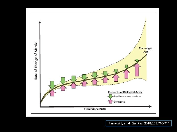 Ferrucci L, et al. Circ Res. 2018; 123: 740 -744 