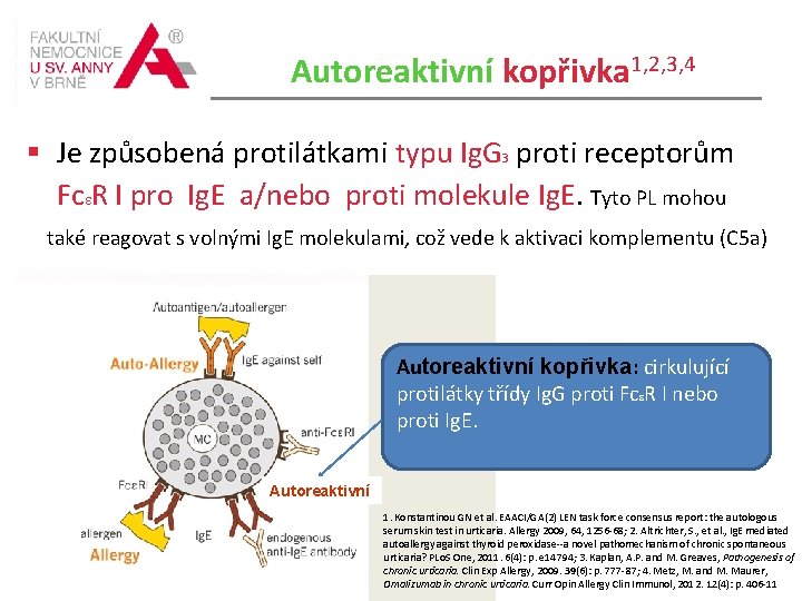 Autoreaktivní kopřivka 1, 2, 3, 4 Je způsobená protilátkami typu Ig. G 3 proti