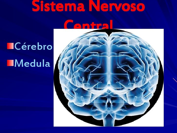 Sistema Nervoso Central Cérebro Medula 