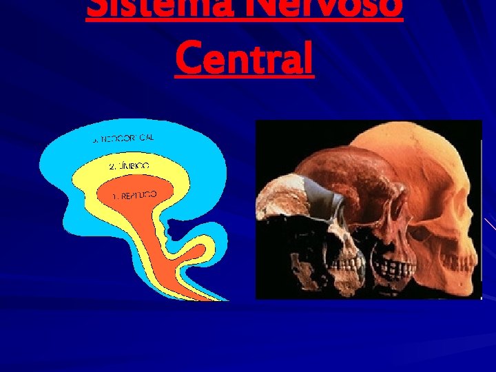 Sistema Nervoso Central 