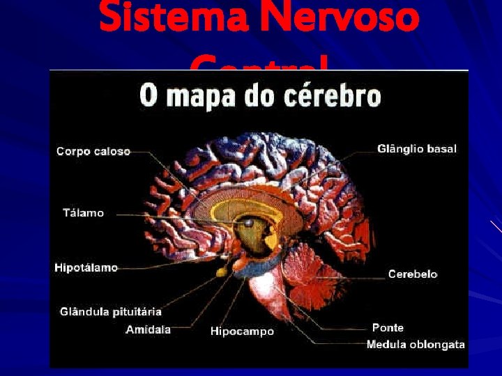 Sistema Nervoso Central 