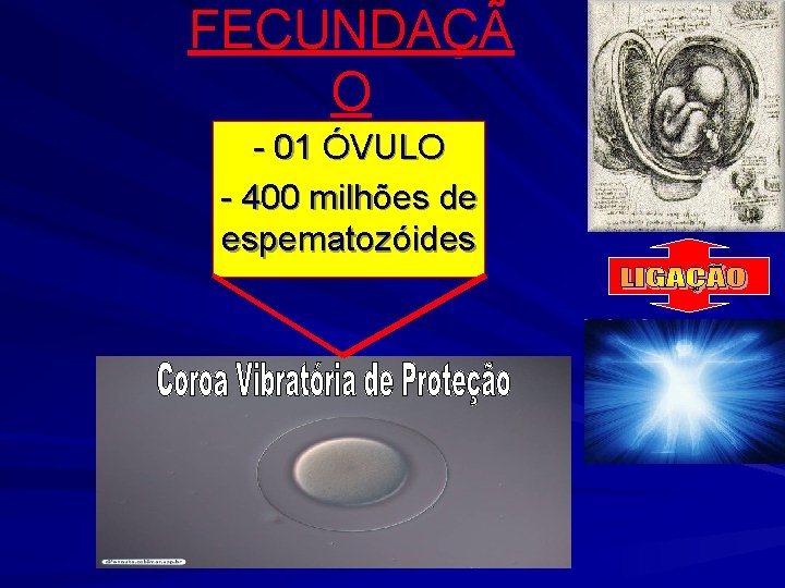 FECUNDAÇÃ O - 01 ÓVULO - 400 milhões de espematozóides 