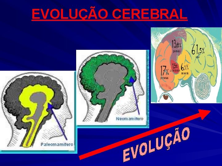 EVOLUÇÃO CEREBRAL 