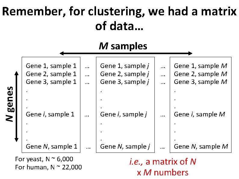 Remember, for clustering, we had a matrix of data… N genes M samples Gene