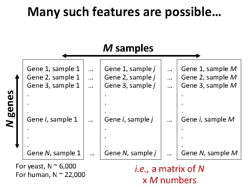 Many such features are possible… N genes M samples Gene 1, sample 1 Gene