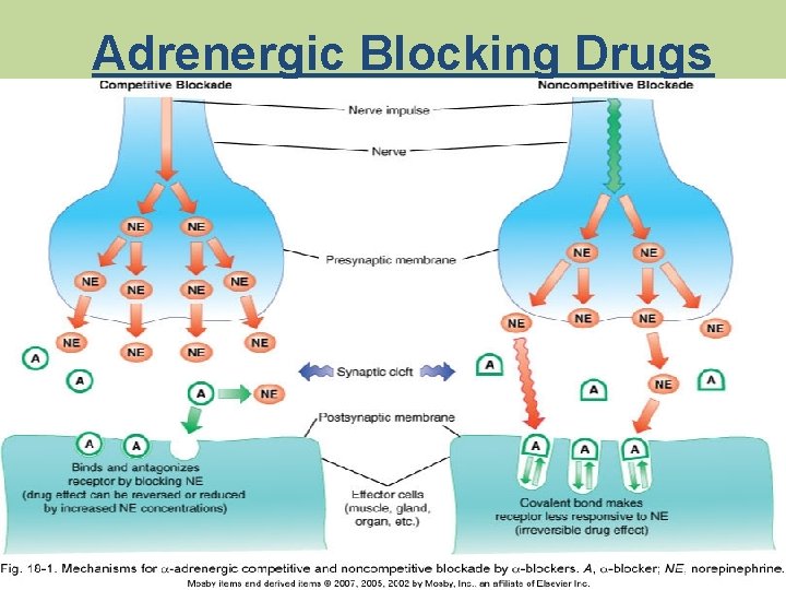 Adrenergic Blocking Drugs 