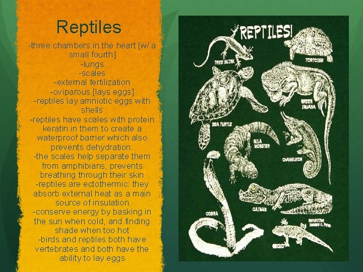 Reptiles -three chambers in the heart [w/ a small fourth] -lungs -scales -external fertilization