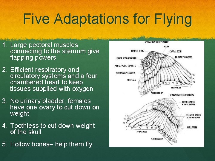 Five Adaptations for Flying 1. Large pectoral muscles connecting to the sternum give flapping