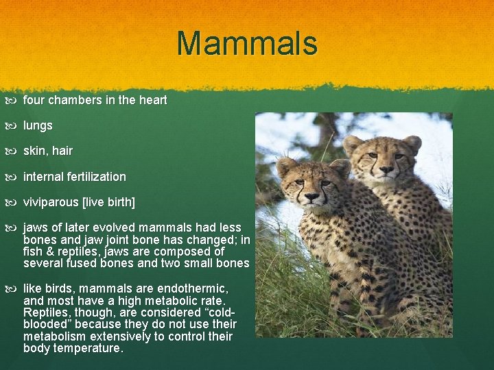 Mammals four chambers in the heart lungs skin, hair internal fertilization viviparous [live birth]