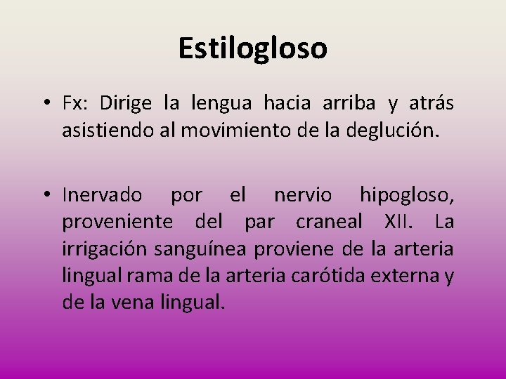 Estilogloso • Fx: Dirige la lengua hacia arriba y atrás asistiendo al movimiento de