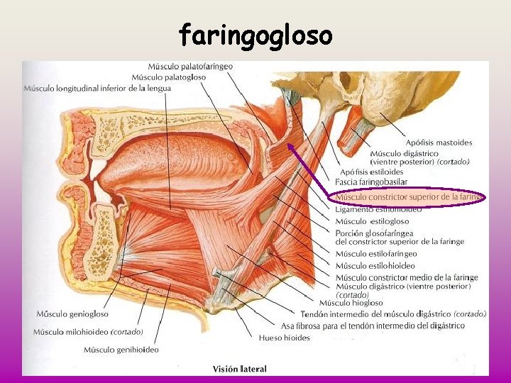 faringogloso 