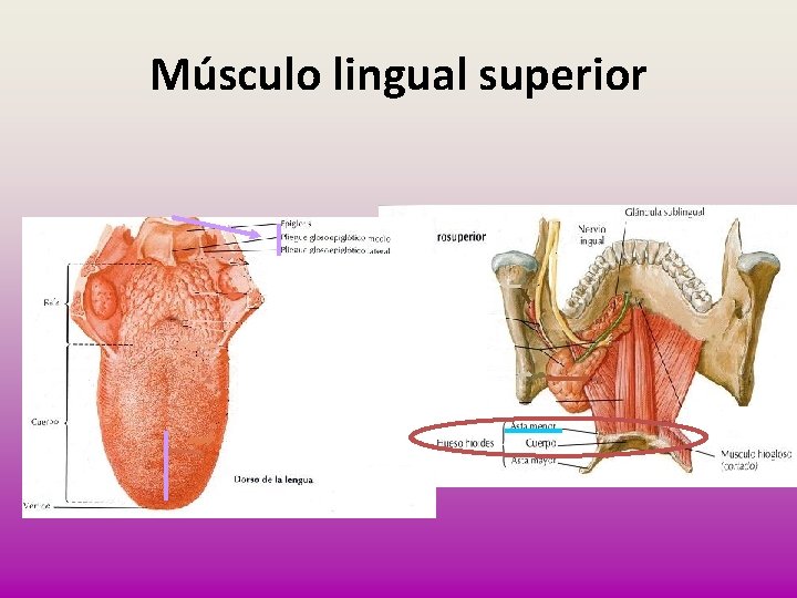Músculo lingual superior 
