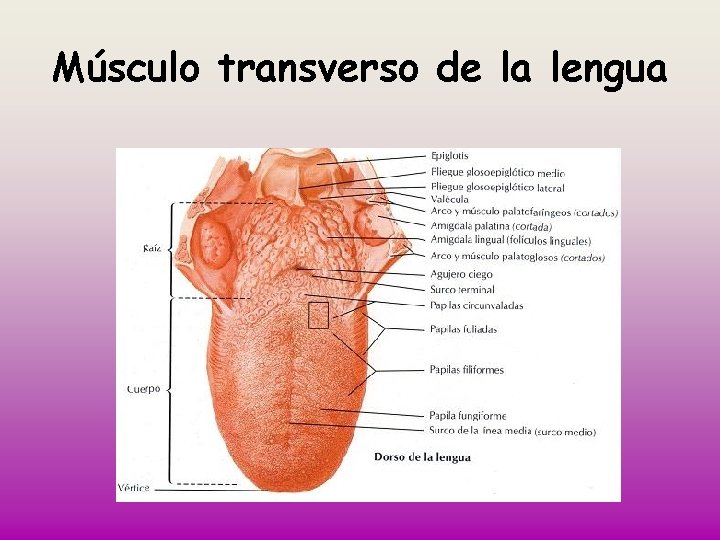 Músculo transverso de la lengua 