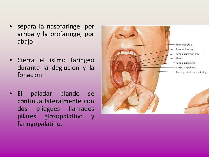  • separa la nasofaringe, por arriba y la orofaringe, por abajo. • Cierra