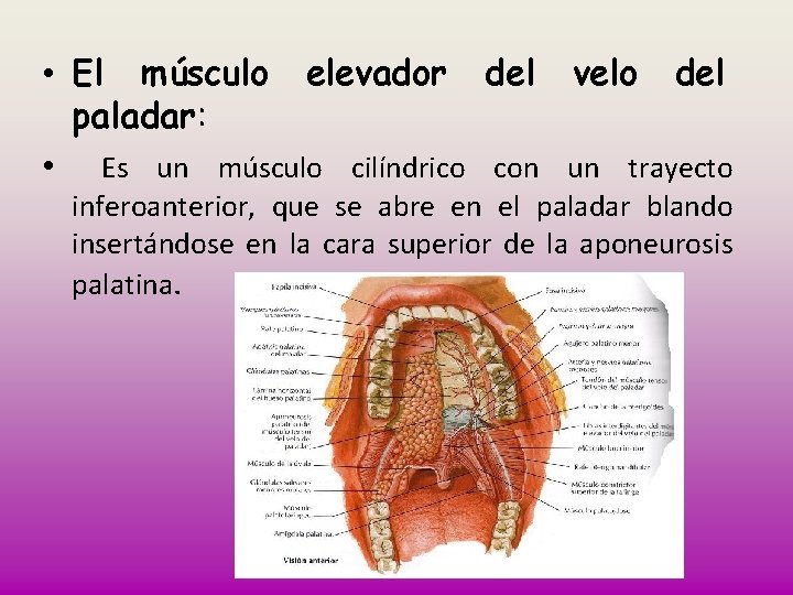  • El músculo elevador del velo del paladar: • Es un músculo cilíndrico