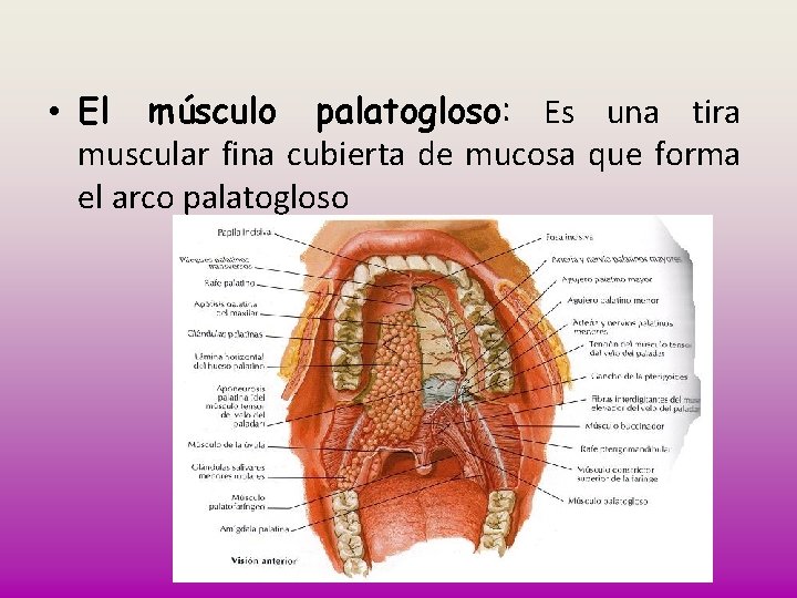  • El músculo palatogloso: Es una tira muscular fina cubierta de mucosa que