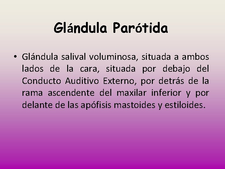 Glándula Parótida • Glándula salival voluminosa, situada a ambos lados de la cara, situada