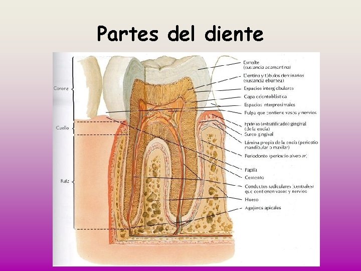 Partes del diente 