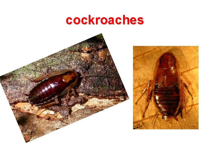 cockroaches 