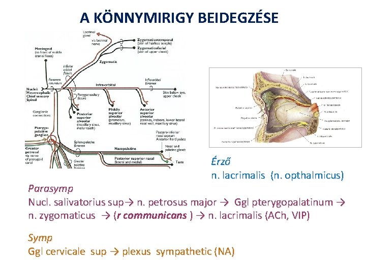 A KÖNNYMIRIGY BEIDEGZÉSE Érző n. lacrimalis (n. opthalmicus) Parasymp Nucl. salivatorius sup→ n. petrosus