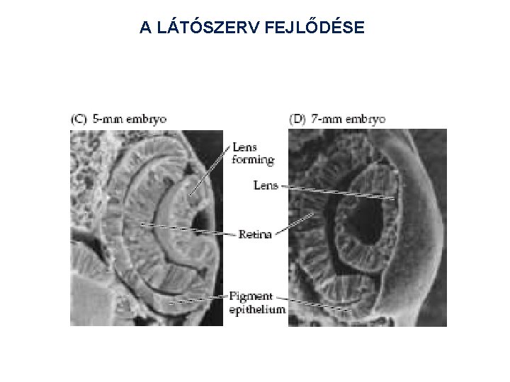 A LÁTÓSZERV FEJLŐDÉSE 