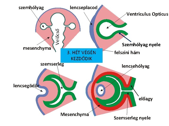 lencseplacod szemhólyag mesenchyma Velőcső Ventriculus Opticus szemserleg Szemhólyag nyele 3. HÉT VÉGÉN KEZDŐDIK felszíni