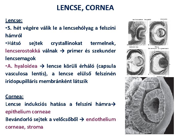 LENCSE, CORNEA Lencse: • 5. hét végére válik le a lencsehólyag a felszíni hámról