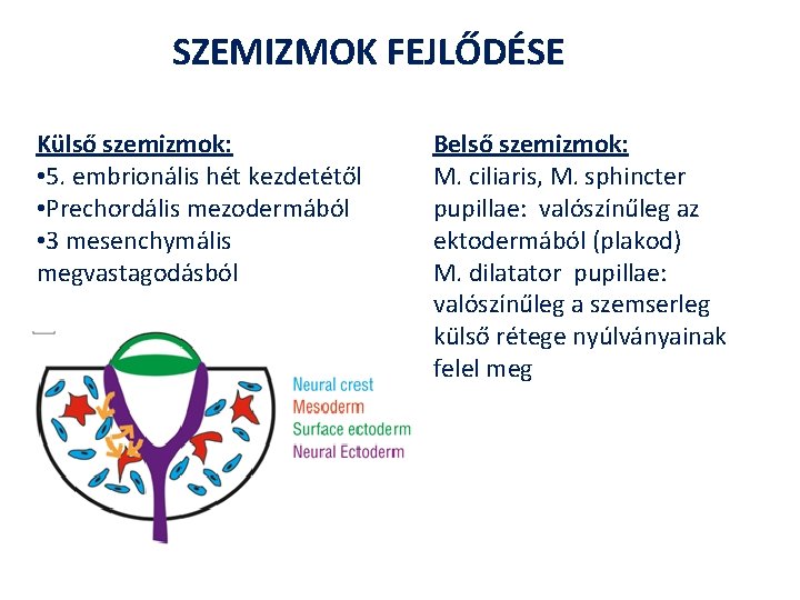 SZEMIZMOK FEJLŐDÉSE Külső szemizmok: • 5. embrionális hét kezdetétől • Prechordális mezodermából • 3