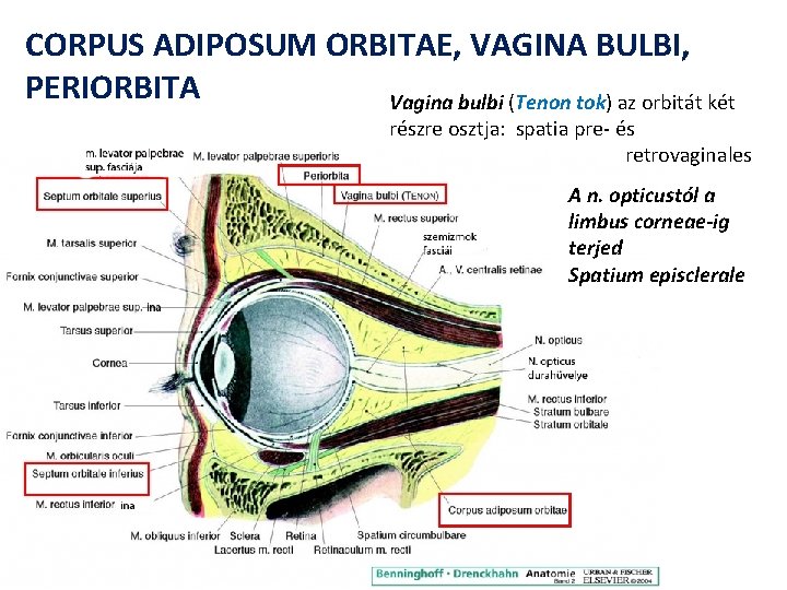CORPUS ADIPOSUM ORBITAE, VAGINA BULBI, PERIORBITA Vagina bulbi (Tenon tok) az orbitát két részre