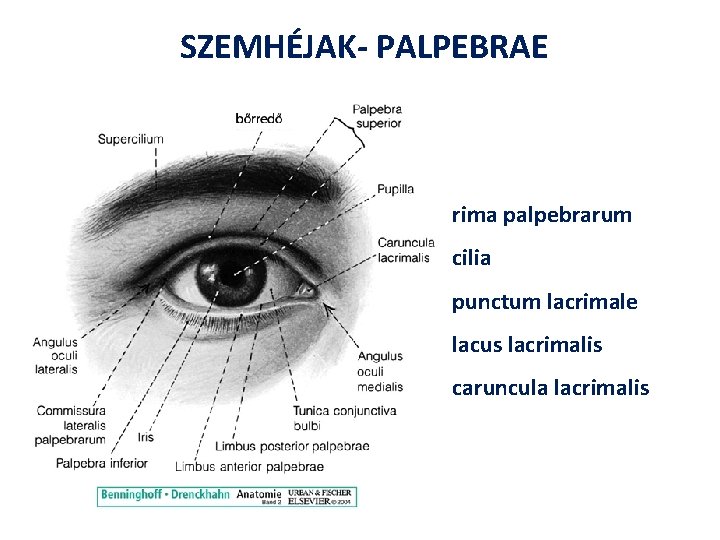 SZEMHÉJAK- PALPEBRAE rima palpebrarum cilia punctum lacrimale lacus lacrimalis caruncula lacrimalis 