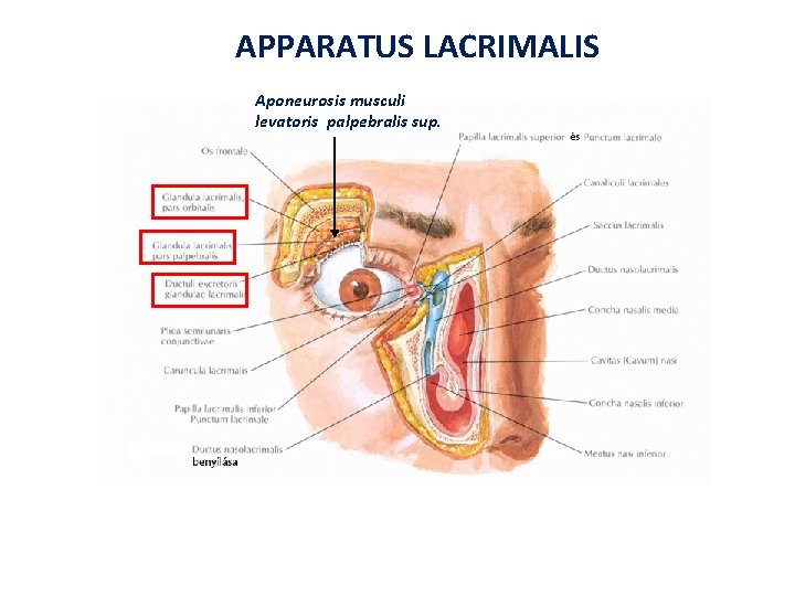 APPARATUS LACRIMALIS Aponeurosis musculi levatoris palpebralis sup. 