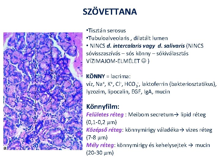 SZÖVETTANA • Tisztán serosus • Tubuloalveolaris , dilatált lumen • NINCS d. intercalaris vagy