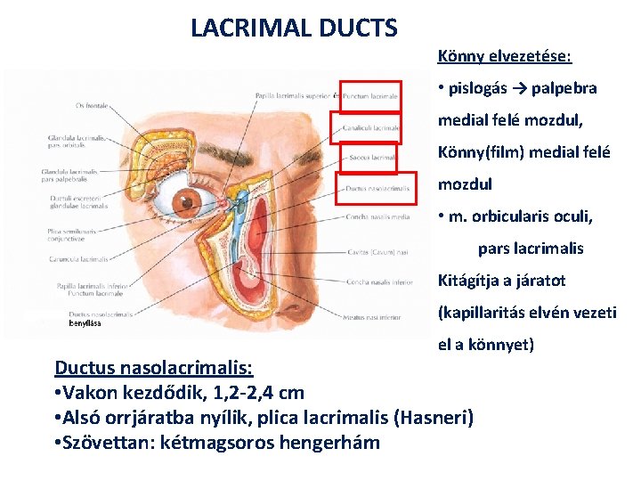 LACRIMAL DUCTS Könny elvezetése: • pislogás → palpebra medial felé mozdul, Könny(film) medial felé