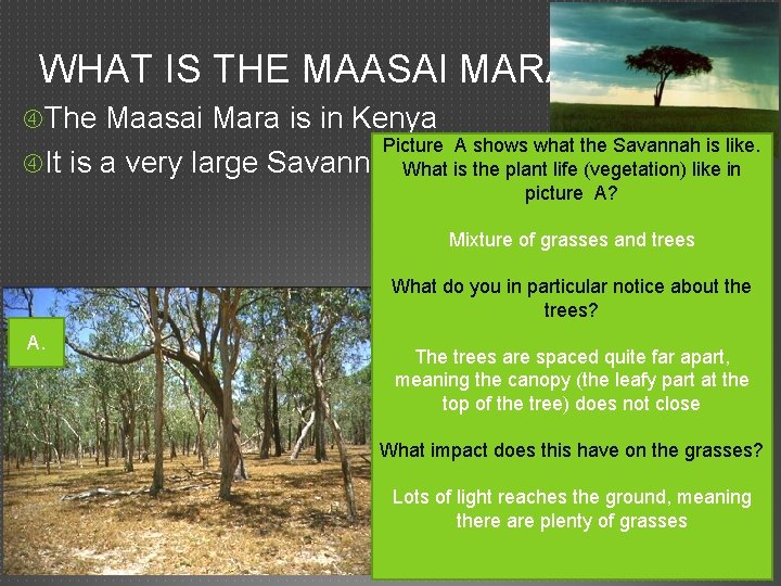 WHAT IS THE MAASAI MARA? The Maasai Mara is in Kenya It is a