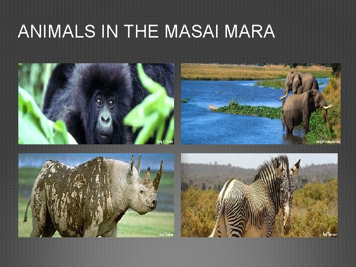 ANIMALS IN THE MASAI MARA 