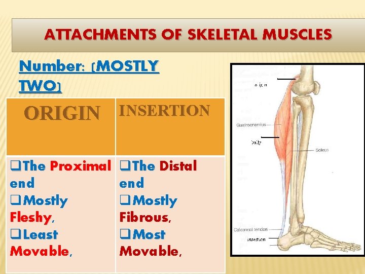 ATTACHMENTS OF SKELETAL MUSCLES Number: (MOSTLY TWO) ORIGIN INSERTION q. The Proximal end q.
