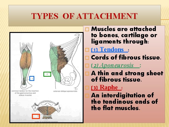 TYPES OF ATTACHMENT Muscles are attached to bones, cartilage or ligaments through: � (1)