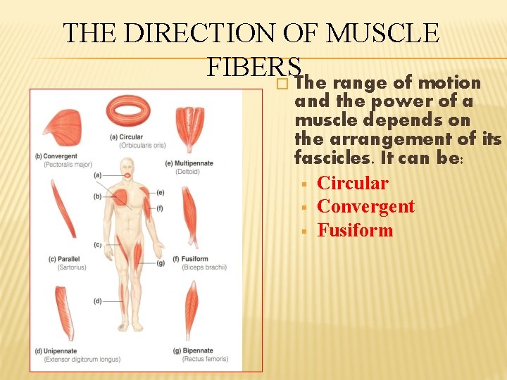 THE DIRECTION OF MUSCLE FIBERS � The range of motion and the power of