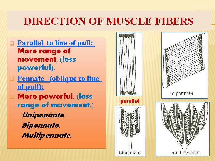 DIRECTION OF MUSCLE FIBERS q q q 1. 2. 3. Parallel to line of