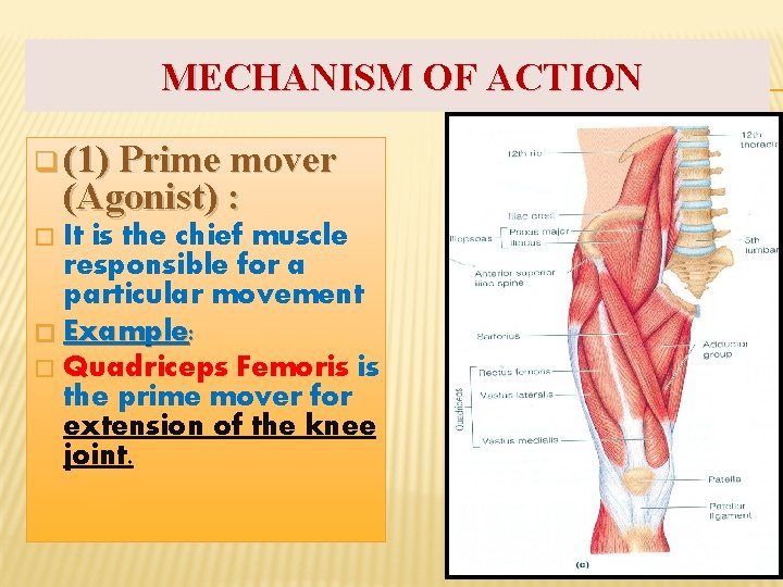 MECHANISM OF ACTION q (1) Prime mover (Agonist) : It is the chief muscle