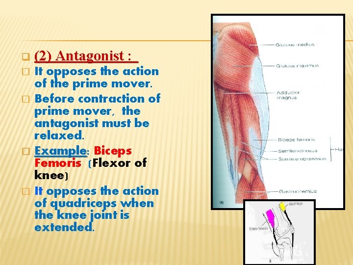q (2) Antagonist : It opposes the action of the prime mover. � Before